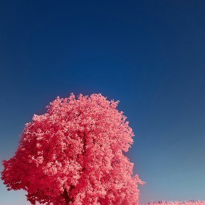 oakcobalt